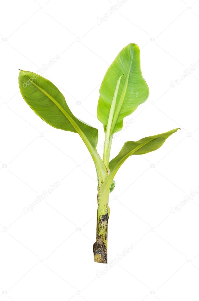 Young banana tree isolated