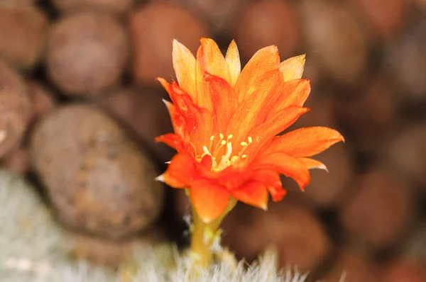 Цвітіння кактуса — стокове фото