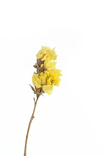 Сухих квітів, ізольовані — стокове фото