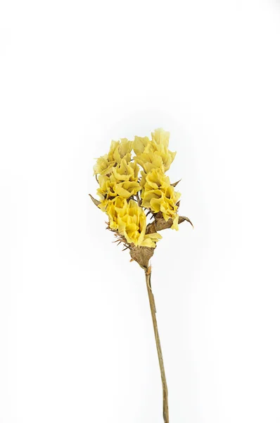 Flor seca isolada — Fotografia de Stock