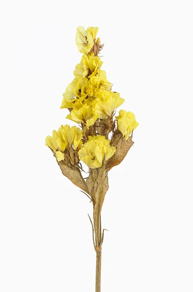 Torr blomma isolerade — Stockfoto