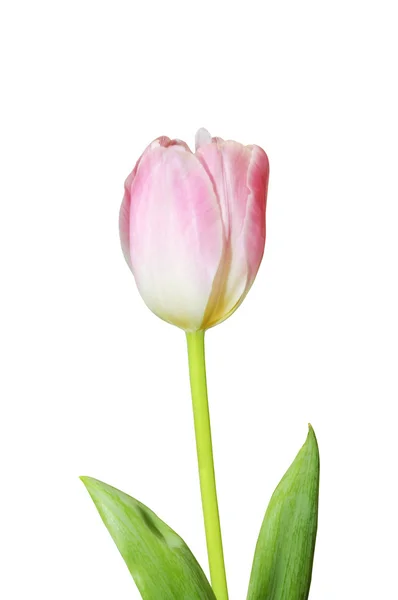 Růžová Tulipán izolované — Stock fotografie