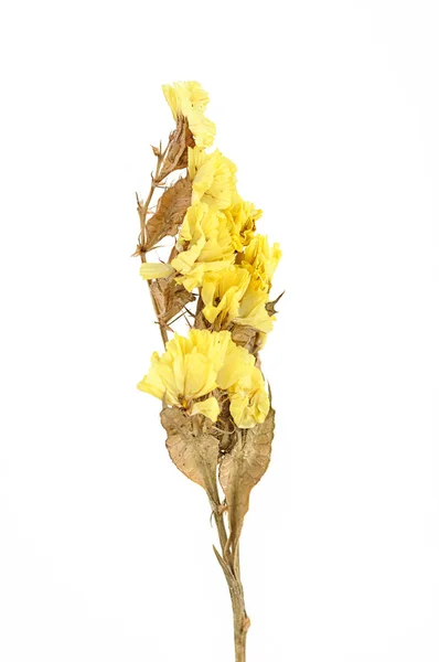 Flor seca aislada — Foto de Stock