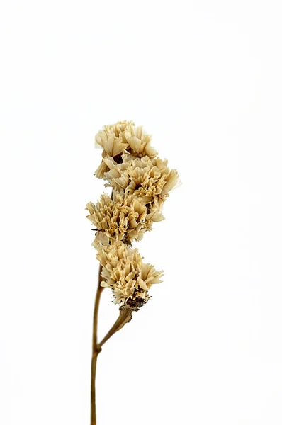 Ξηρό λουλούδι απομονωθεί — Φωτογραφία Αρχείου