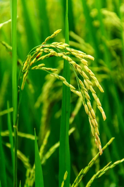 Orecchio di riso — Foto Stock