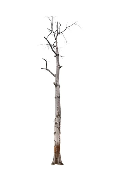 Árbol muerto aislado — Foto de Stock