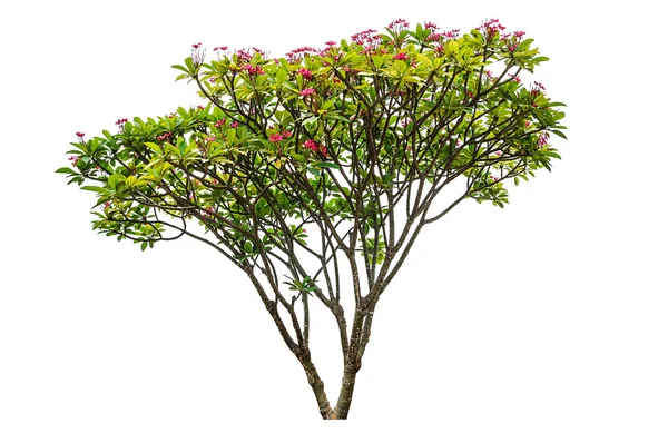 Strom květů Plumeria — Stock fotografie
