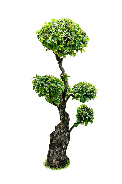 Карликовое дерево — стоковое фото
