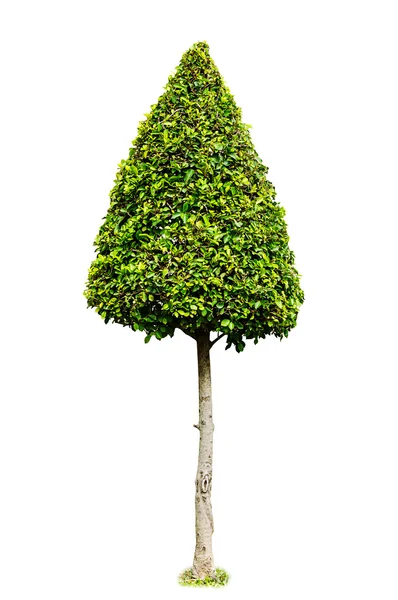 Dwarf tree isolated — Stock Photo, Image