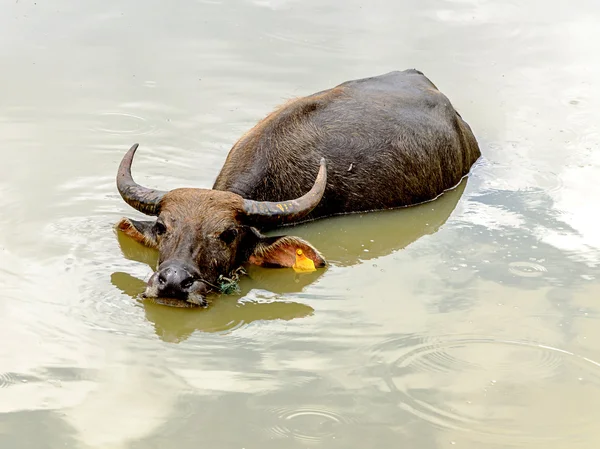 Bufalo d'acqua — Foto Stock