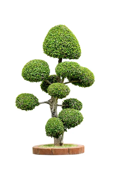 Dwarf tree isolated — Stock Photo, Image