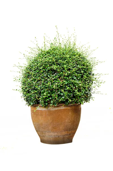 jardiniere yetiştirilen bitkiler