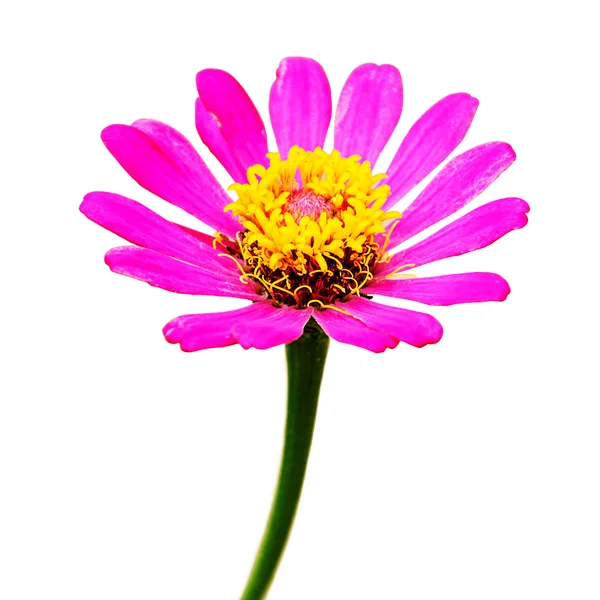 Pink zinnia flower i — Stock Photo, Image