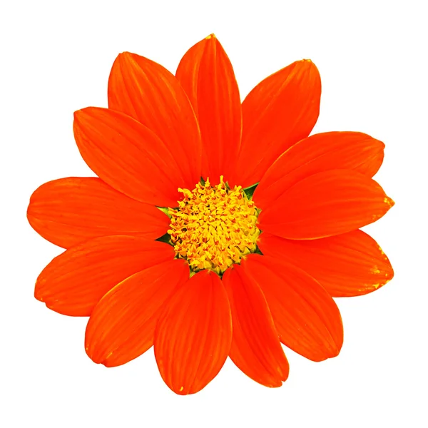 Orange zinnia flower — Stock Photo, Image