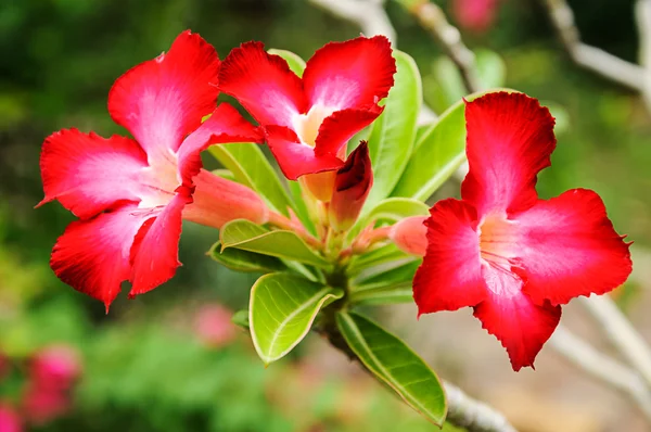 Red plumeria flowers — Stock Photo, Image