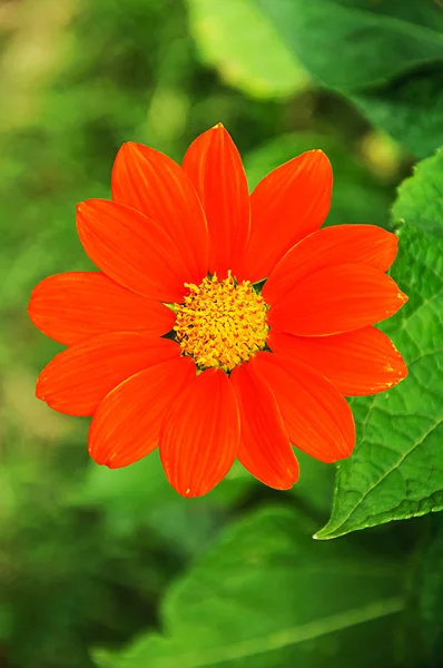 Laranja zinnia flor — Fotografia de Stock