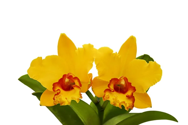 Flores de orquídea isoladas — Fotografia de Stock