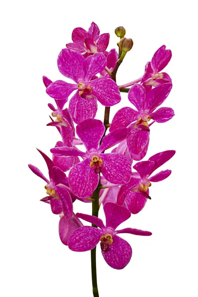 Flores de orquídea aisladas —  Fotos de Stock
