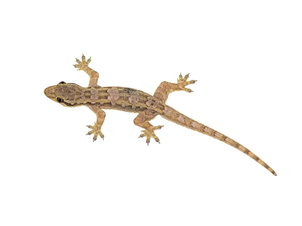 Lizard — Stock Photo, Image