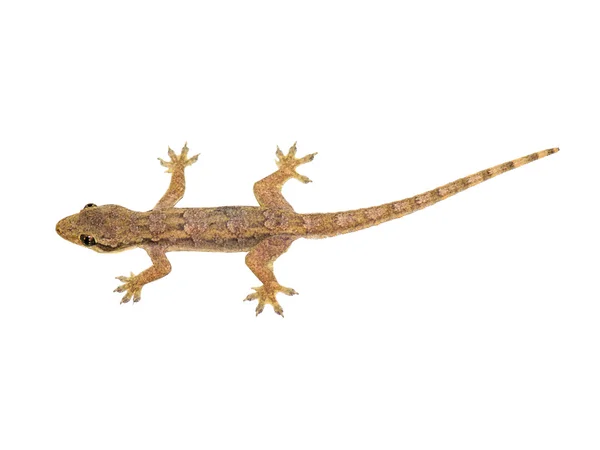 Lizard — Stock Photo, Image