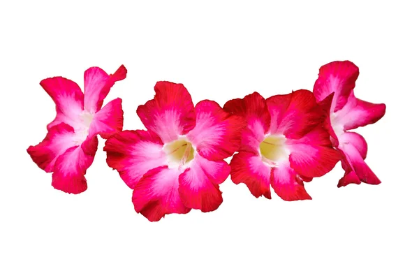 Four red plumeria flowers — Stock Photo, Image