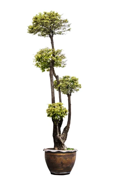 Dvärg träd isolerade — Stockfoto