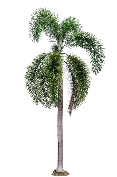 Palmträd isolerat — Stockfoto