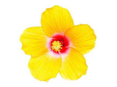 Sarı Hibiscus Çiçekleri