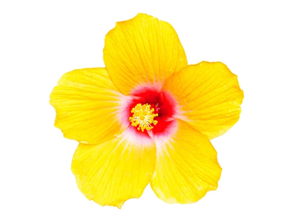 Yellow hibiscus flowers — Stock Photo, Image