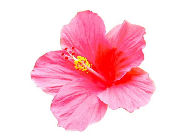 Pink hibiscus flowers Royalty Free Stock Photos