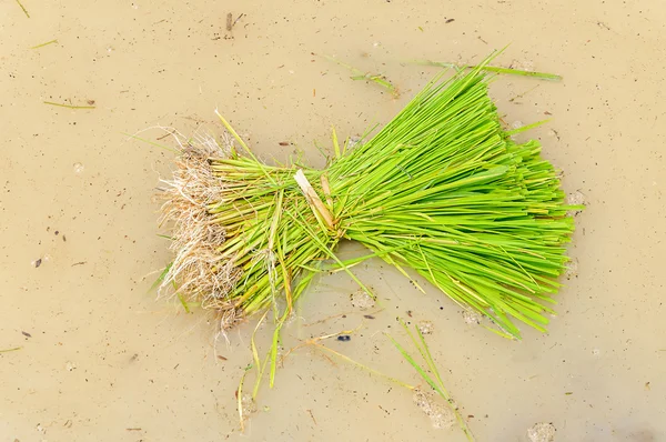 A rice seedlings — Stock Photo, Image