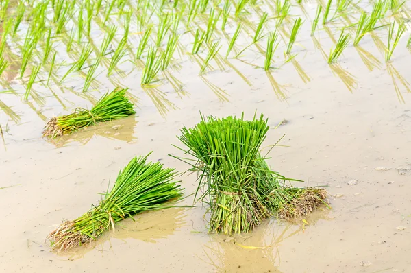 Piantine di riso — Foto Stock
