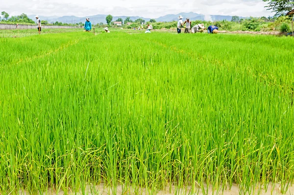 Farmers preparing rice seedlings — Stock Photo, Image