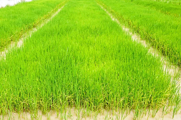 A rice seedlings — Stock Photo, Image