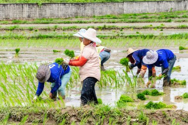 Fidan dikim çalışma çiftçilerin pirinç