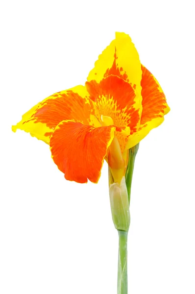 Canna bloemen geïsoleerd — Stockfoto