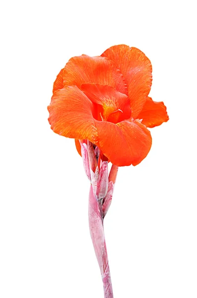 Canna flowers isolated — Stock Photo, Image