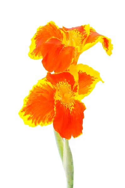 Canna blommor isolerade — Stockfoto