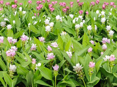 Curcuma alismatifolia