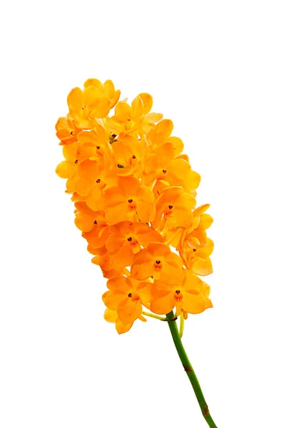 Orchideebloemen geïsoleerd — Stockfoto