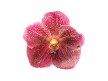 vanda orkide çiçek izole