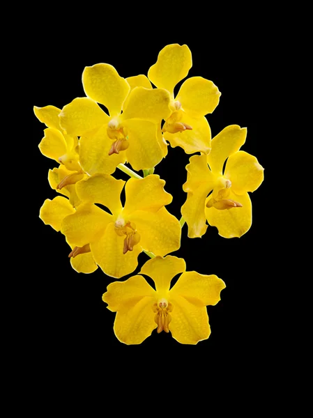 Vanda orkidé blommor isolerade — Stockfoto