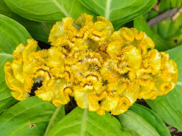 Peigne jaune fleur gros plan — Photo
