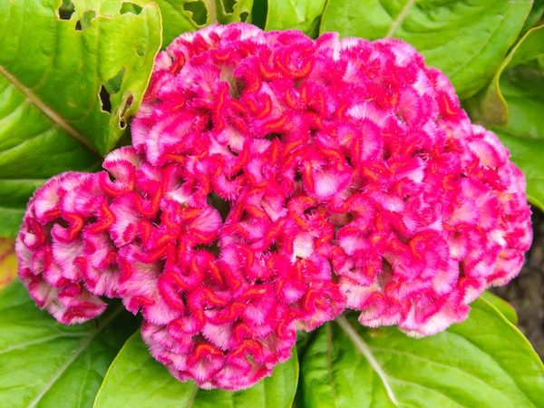 Pembe cockscomb çiçek yakın çekim — Stok fotoğraf
