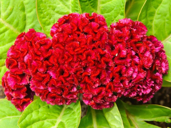 Kırmızı cockscomb çiçek yakın çekim — Stok fotoğraf