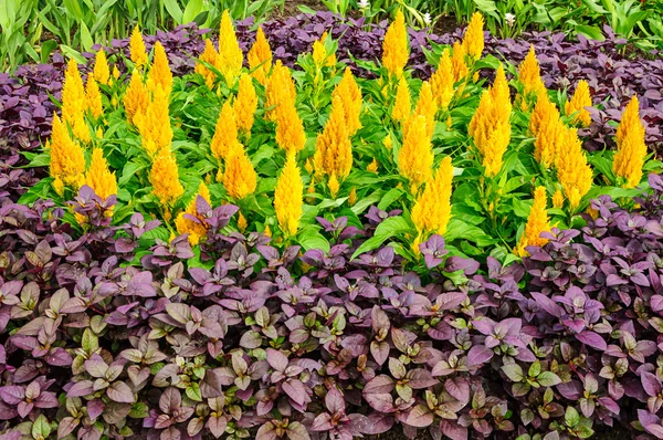 Yellow cockscomb flower — Stock Photo, Image