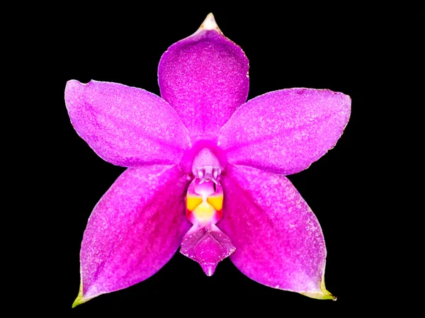 Flores de orquídea aisladas — Foto de Stock