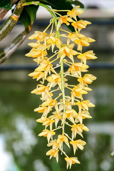 Hermosa orquídea dendrobium —  Fotos de Stock
