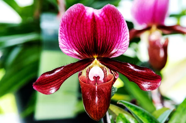 Hermosa orquídea de Paphiopedilum — Foto de Stock