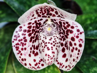 güzel paphiopedilum orkide